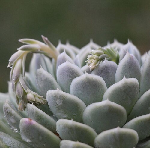 💦 My plants are so happy right now! I honestly can&rsquo;t remember the last time I watered them. When the temps started getting low at night I stuck as many of my succulents as possible into our little greenhouse and kinda forgot they existed!  I g